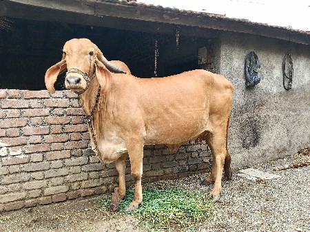સુવર્ણ કપિલા વેચવાની છે