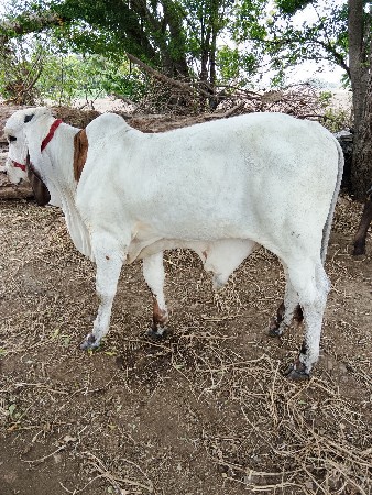 bull