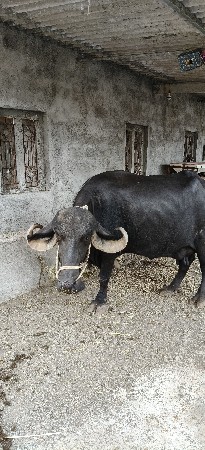 વેચવાનિ છે