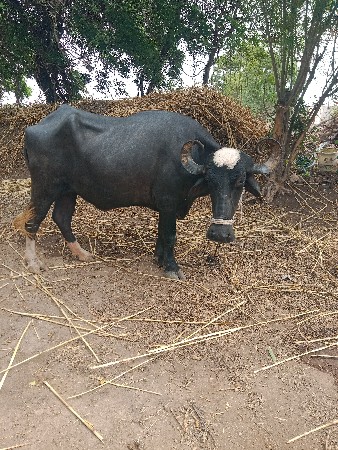 ખડેલું વેચવા નું છે