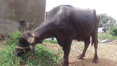 મેરૂ સાગણ ઓડેદરા