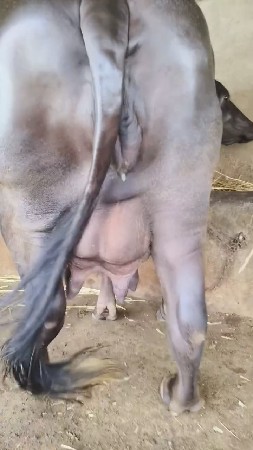 બીજુ વેતર ભેંસ વેચવાની છે