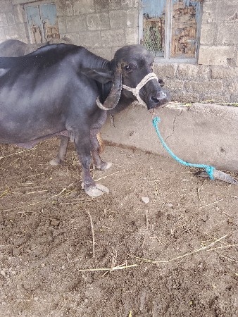 ભેંશ વેચવા ની છે