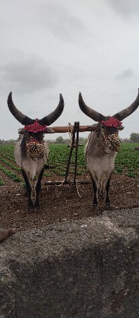 એક વાવણી ના છે