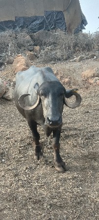 વેચવાની છે