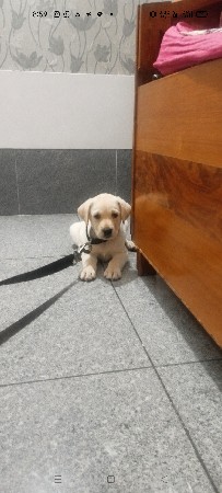 ડોગ સેલ