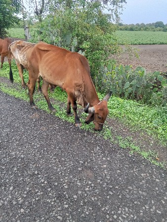 ત્રણ હોડકી