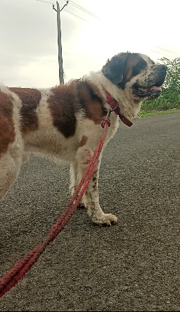 st male for sale