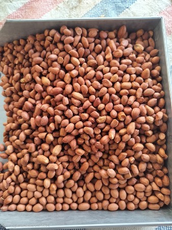 જી-20 મગફળીનુ બિયારણ