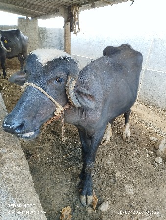 3 વરસ ની પાડી વેચવાની છે.
