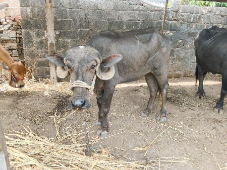ખડાય વેચવાની છે