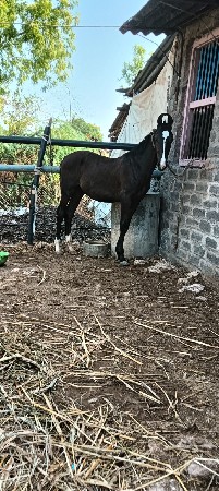 વછેરી અને વશેરો વેચવાનો છે