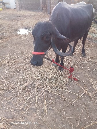 ભેંસ વેચવાની છે ચાર દિવસ ની