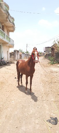 ઘૉડૉ વેસવાનૉ સે