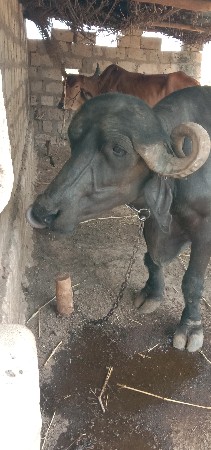 આ ભેંશ વેચવાની છે