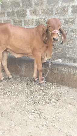 gir ઓડકી વેચવાની છે
