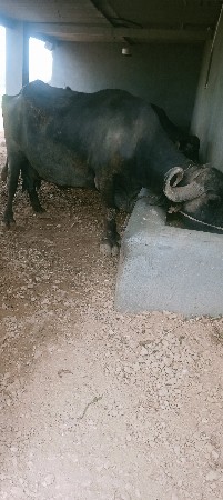 ભેંશ વેચવાની છે.