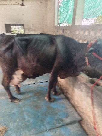 ત્રીજું વેતર ગાય