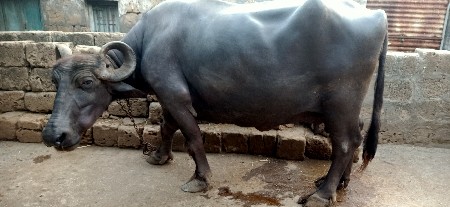 વેશવની સે