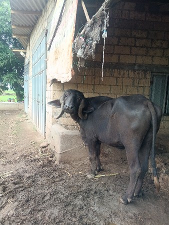 2 ભેંસ વેચવાની છે