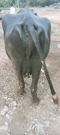વેચવાની છે