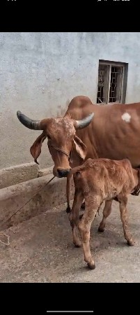 ગાય વેચવાની છે