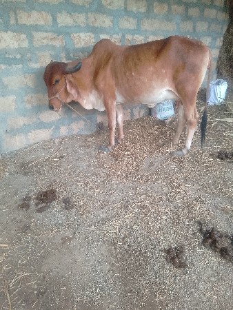 બીજાવેતરનીહોડકીવેચવાનીછે