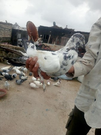એક જોડી છે