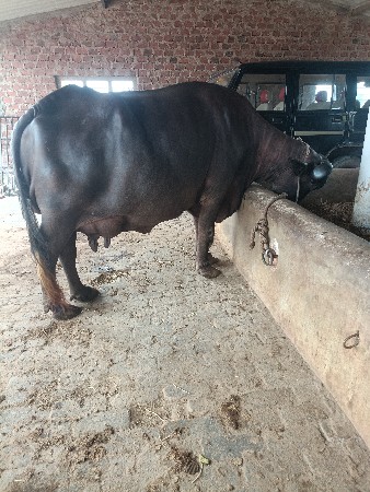 બીજા વેતર ની છે