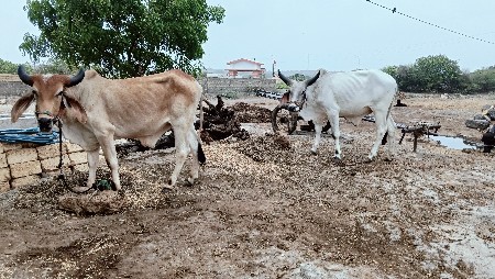 ગોધલા વેચવા ના છે