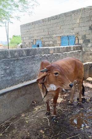 વેચવાની