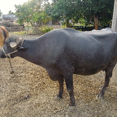 ભેંસ વેચવાની છે