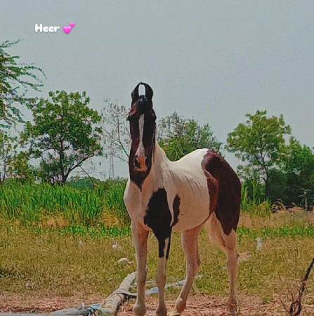 આ ઘોડી વેચવાની છે