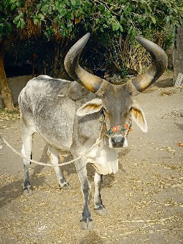 બરધ વેચવાના છે શાર ધર