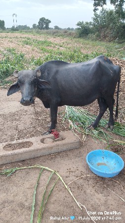 આ ખડેલી વેચવાની છે