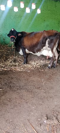 બે ગાય વેસવા ની સે