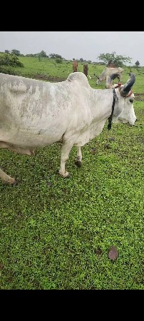 બે ભાઈ