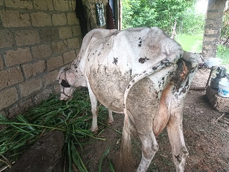 એસબ ગાય પેશવાની છે વેતર ૩