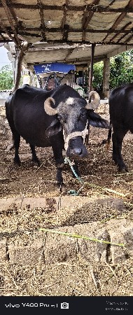 ભેંસ વેચવાની છે