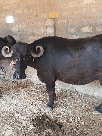 પેલા હવે તેની ખડેલી વેચવાની છે નવમો