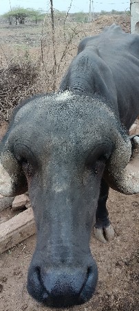 ભેંસ વેચવાનું છે