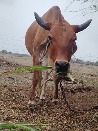વેચવાની છે