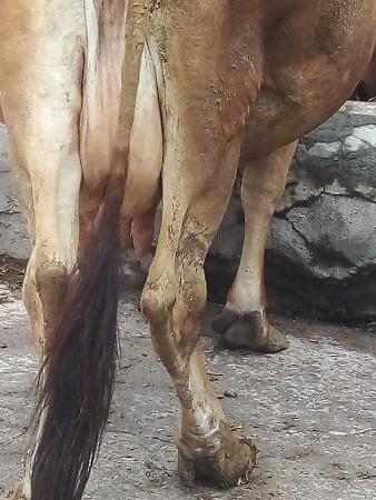 વેચવાની છે