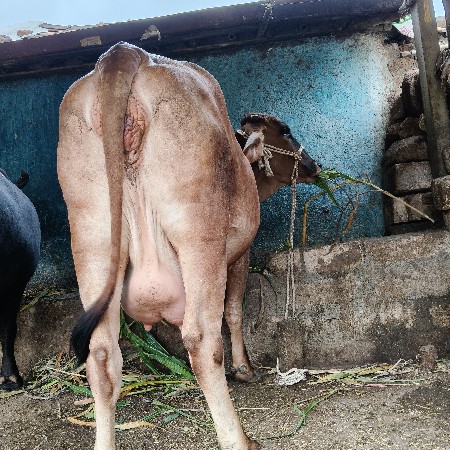 બે ગાય વેસવાની બીજા વેતર દસ દિવસ