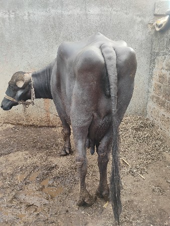 ભેસ