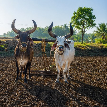 બળદ વેચવાના છે .
