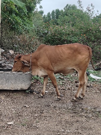 પેલા વેતરની છે