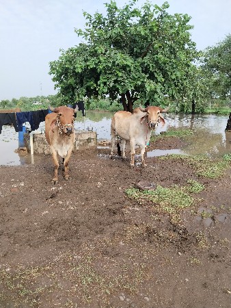 બે વાવણી વાવેલા