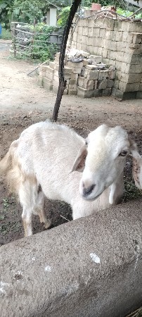 આ બકરી વેચવાની છે પાયટ બકરી સે