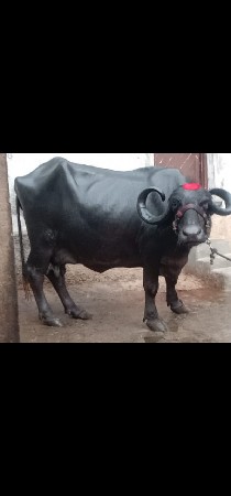 ભેંસ વેચવાનું છે 2 છે
